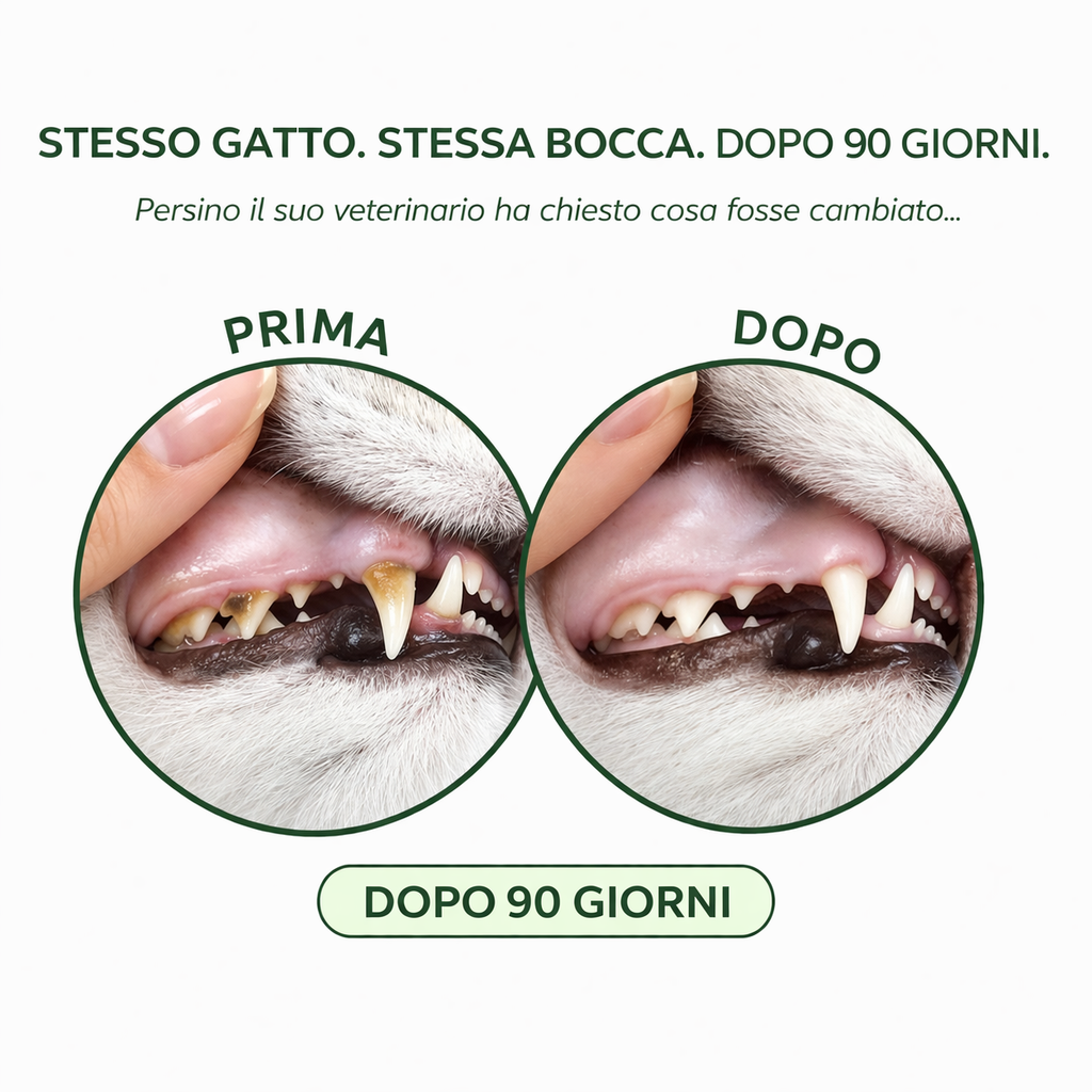 Codallma Spray™ per Gatti Ferma i batteri che causano la carie prima che portino a interventi chirurgici rischiosi